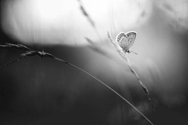 Sanatsal arka plan konsepti. Siyah beyaz güzel yaz otlağı arka planı. İlham verici tek renkli doğa yakın plan..