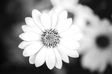 Soyut çiçekler siyah beyaz arka plan. Sabah çiğ tanelerinde yaz bitkileri, mavi bokeh. Siyah beyaz yakın çekim fotoğrafı. Siyah ve beyaz arka planda güzel bir çiçeğin yaprakları.