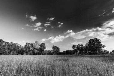 Çayırdaki ağaçların olduğu soyut siyah beyaz manzara. Dramatik sanatsal kırsal doğa, sanatsal monokrom manzarası