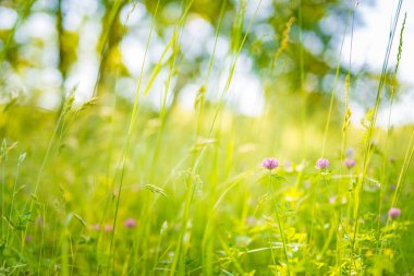 Doğa konsepti ve güzel yaz otlağı arka planı. İlham verici doğa yakınlaşması. Sakin doğa yakınlaşması, sakinlik görünümü ve sönmüş arka planda renkli doğal çayır..