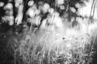 Siyah ve beyaz çayır işlemleri ile güzel yakın çevre doğa manzarası. Soyut tek renkli çayır çimenleri kırsal alanda bulanık doğa. Bahar doğasını kapatın. Hayal meydanını bulanıklaştırın. Sanatsal dramatik fotoğraf.