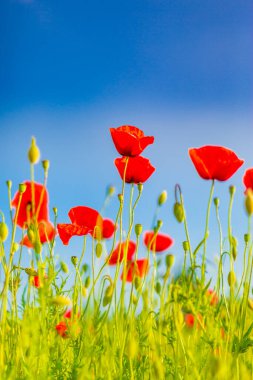Doğa, mavi gökyüzünün altındaki yaz otlağında haşhaş yakalıyor. Baharda yabani çiçekler. Parlak bir gün ve muhteşem bir sahne. Duvar kağıdının harika bir görüntüsü. Sanatsal resim.