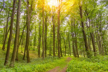 Güneş ışınları ve yeşil yapraklı yaz ormanı manzarası. Yeşil doğa orman yolu güneş ışınları altında. Huzurlu ve rahatlatıcı bir yürüyüş macerası. İnanılmaz doğa manzarası.