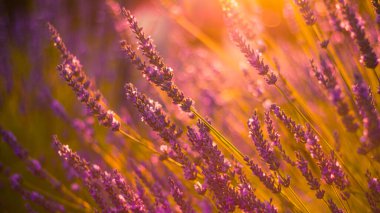Provence, Fransa 'da menekşe lavanta tarlasında gün batımı. Gün batımında lavanta çiçeği tarlaları, yaz manzarası. Çiçek açan çiçekler, güneş ışınları, huzur veren doğa..