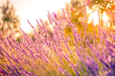 Provence, Fransa 'da menekşe lavanta tarlasında gün batımı. Gün batımında lavanta çiçeği tarlaları, yaz manzarası. Çiçek açan çiçekler, güneş ışınları, huzur veren doğa..