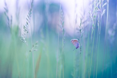 Doğa konsepti. Kelebek pankartıyla aydınlık bir bahar çayırı. Doğa konsepti. Güzel bir yaz çayırı arka planı. İlham verici doğa yakın plan..