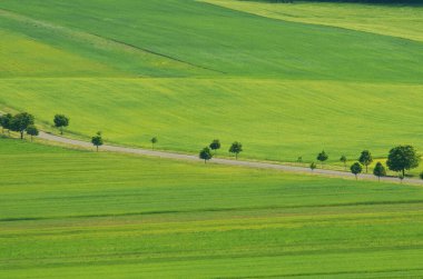 Kırsal arazide hava manzarası ve ağaçlı yol. Idyllic yaz yeşili manzara, doğa manzarası. İnanılmaz huzurlu rahatlatıcı manzara, doğal çevre. Yeşil kırsal tarım alanları olan kırsal yol
