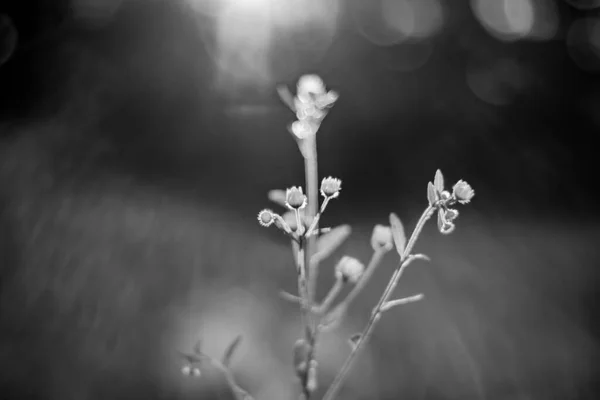 Abstraktní Květiny Černé Bílé Pozadí Romantické Slunné Jaro Letní Květinové — Stock fotografie