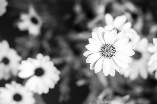 Abstract flowers black and white background. Summer field plants in morning dew macro, blured bokeh. Black and white closeup photo. Petals of a beautiful flower on a black background in black and white