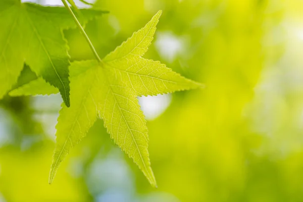 Πράσινα Φύλλα Θολή Φύση Φόντο Πράσινο Φυσικό Περιβάλλον Φρεσκάδα Και — Φωτογραφία Αρχείου