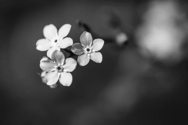 Абстрактні Квіти Чорно Білий Фон Літні Польові Рослини Ранковому Макросі — стокове фото