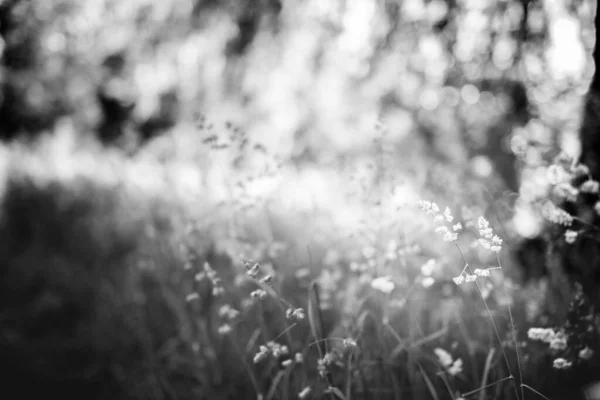 흰색으로 목초지가 아름다운 풍경입니다 수없는 초원의 풍경은 칠흑같은 자연의 배경이었다 — 스톡 사진