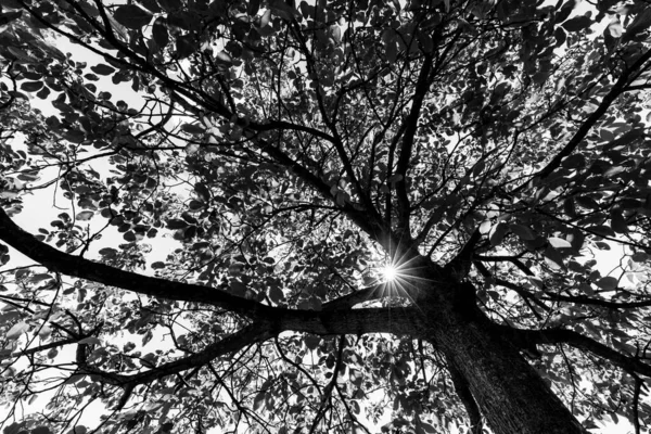 朝の日の出に美しい影を持つ古い巨大な木を通して太陽の光 劇的なモノクローム 黒と白の色 — ストック写真