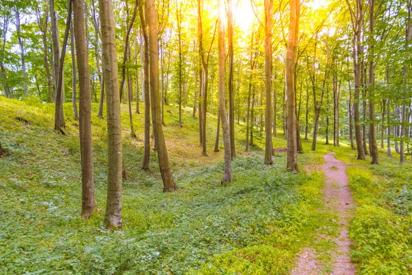 Summer forest landscape with sun rays and green leaves. Green nature forest pathway under sun rays. Tranquil and relaxing hiking adventure. Amazing nature landscape