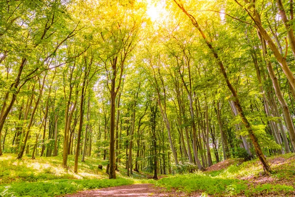 Летний Лесной Пейзаж Солнечными Лучами Зелеными Листьями Зеленый Лесной Путь — стоковое фото