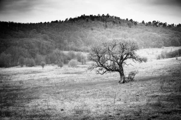 Abstract Black White Landscape Lonely Tree Artistic Nature Dramatic Landscape — Stock Photo, Image