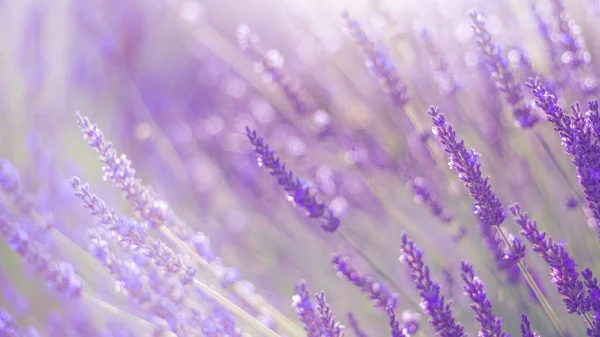 Lavender Violet Flowers Field Sunset Lavender Flower Field Blooming Violet — Stock Photo, Image