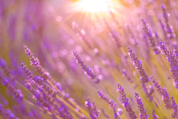 Zonsondergang Boven Een Violet Lavendelveld Provence Frankrijk Prachtige Lavendel Bloemenvelden — Stockfoto