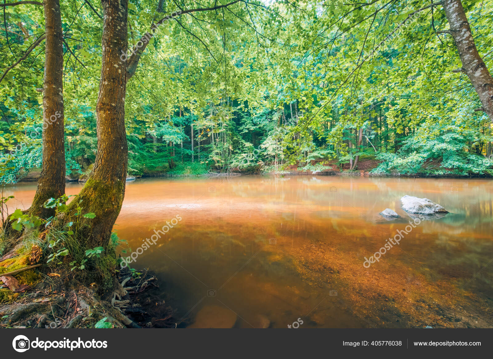 Linda imagem de um pequeno riacho em uma floresta verde exuberante banco de  imagens