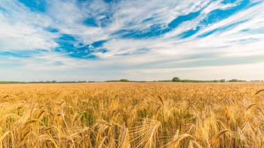 Gün batımında buğday tarlası. Dramatik gökyüzü ve sonsuz buğday tarlası manzarası. Huzurlu tarım doğası. Buğday, günbatımında, kırsal kesimde ağaçla birlikte panorama uçurdu. Tarım Doğa Alanı