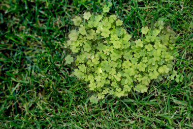 Yeşil çim arka planda kalp şekli