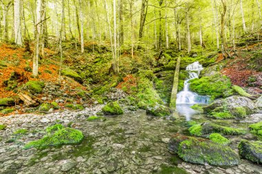 Dağ ormanının derinliklerinde bir nehir. Ormandaki dağ nehri, kütük ve ağaç gövdesinde yosun. Yeşil doğa, orman manzarası. İnanılmaz doğal manzara, güneşli yeşil manzara.