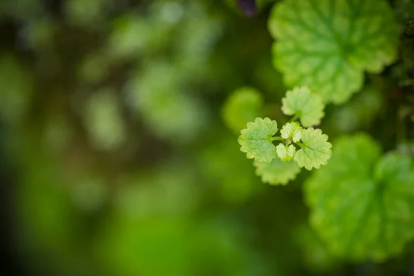 Foto Frescura Planta Verde Deixa Fundo Nublado Natureza Verde Closeup — Fotografia de Stock