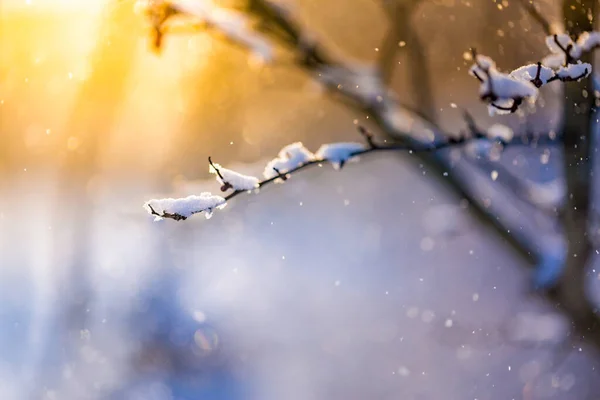 Wintertafereel Besneeuwde Tak Met Zonsondergang Stralen Prachtig Winterlandschap Winter Natuur — Stockfoto