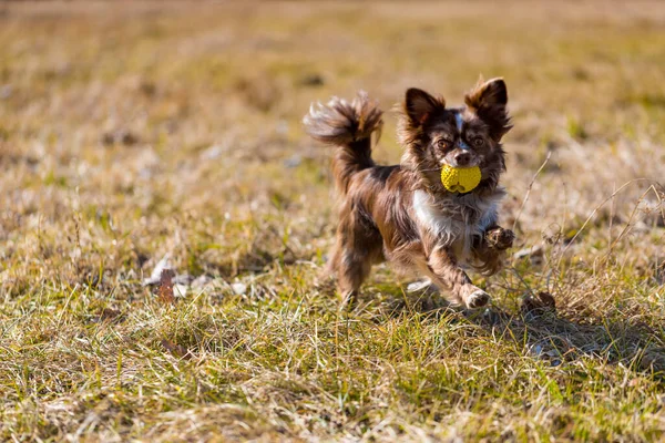 Entzückender Chihuahua Welpe Beim Laufen Chihuahua Welpe Spielt Auf Der — Stockfoto