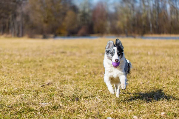 Border Collie Hund Spielt Mit Ball Herbst Park Aktive Hunde — Stockfoto