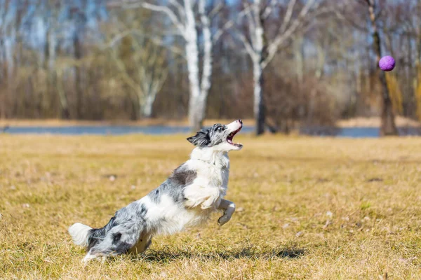 Anjing Perbatasan Collie Bermain Dengan Bola Taman Musim Gugur Gambar — Stok Foto