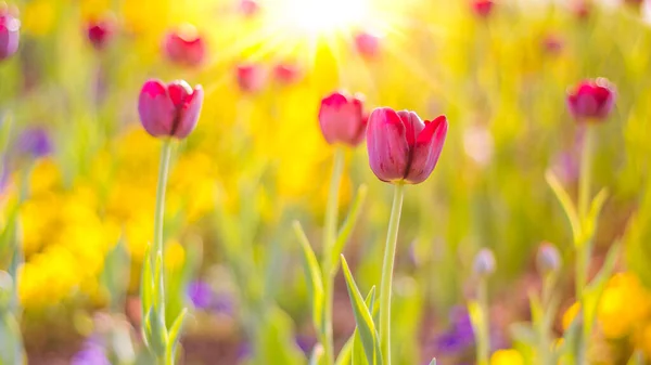 Tulipán Zahrada Západ Slunce Fialové Květy Zeleným Listovým Pozadím Tulipánovém — Stock fotografie