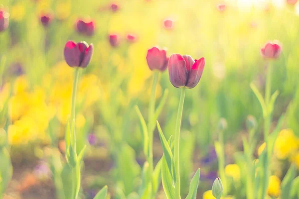 Tulipán Zahrada Západ Slunce Fialové Květy Zeleným Listovým Pozadím Tulipánovém — Stock fotografie