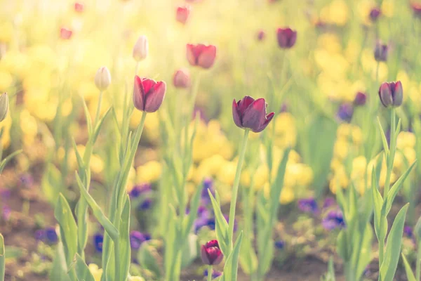 Přírodní Barevný Tulipán Fialový Květinový Tulipán Ozářený Slunečním Světlem Měkké — Stock fotografie