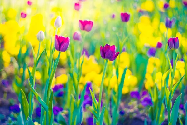 Natuurlijke Kleurrijke Tulp Paarse Bloem Tulp Verlicht Door Zonlicht Zachte — Stockfoto