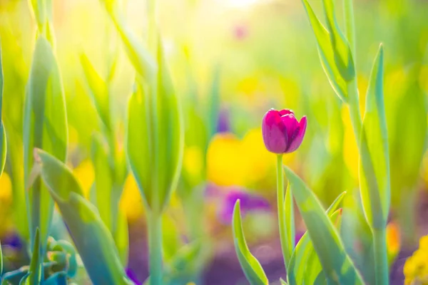 Tulipán Zahrada Západ Slunce Fialové Květy Zeleným Listovým Pozadím Tulipánovém — Stock fotografie