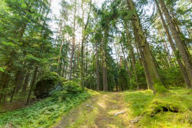 Ormandaki sokakta inanılmaz güneş ışınları var. Güzel yeşil orman. Sakin doğa manzarası, bahar yaz manzarası. Güneş ışığı, derin orman yolu