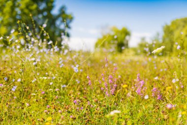 Bahar çiçeği çayırı. Parlak yabani çiçekler ve güneşli hava. Çimen çayırı, aydınlık yaz günü. Açık hava bahçe parkı, yakın plan.