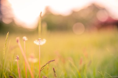 Gün batımında Bokeh manzarasında karahindiba tarlası. Sanatsal günbatımı doğası yakın çekim. Huzurlu çayır ve çiçekler