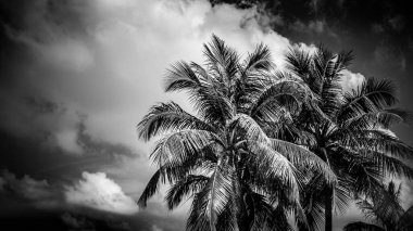 Gökyüzüne karşı tek renkli yeşil palmiye ağacı ve kopyalama alanı olan bulutlar. Mavi güneşli gökyüzünde güzel palmiye ağaçları. Mavi gökyüzü ile siyah ve beyaz hindistan cevizi palmiyesi, güzel tropikal arka plan.