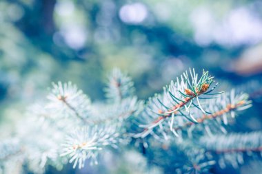 Güneşin altında karlı çam dalları olan parlak bir arka plan. Doğal parlak bir geçmişi var. Karlı ormandaki soğuk kış manzarası. Çam dalları soğuk kış havasında karla kaplıdır. Noel arkaplanı köknar ağaçları