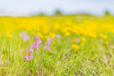 Vahşi çiçekler, sarı çiçekler altın tarlanın yakınında çiçek açıyor. Çiçek tarlasının arka planı