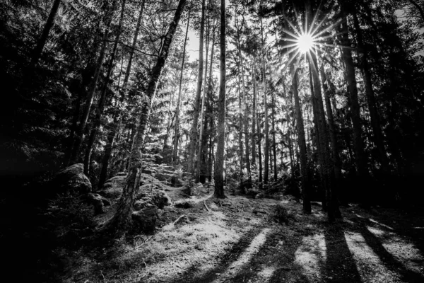 Μαύρο Και Άσπρο Δάσος Εκπληκτικές Ηλιαχτίδες Όμορφο Πράσινο Δάσος Γαλήνιο — Φωτογραφία Αρχείου