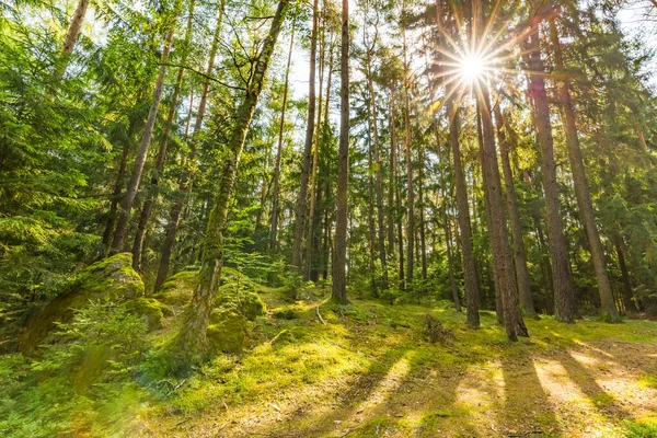 Callejón Bosque Con Increíbles Rayos Sol Hermoso Bosque Verde Paisaje — Foto de Stock