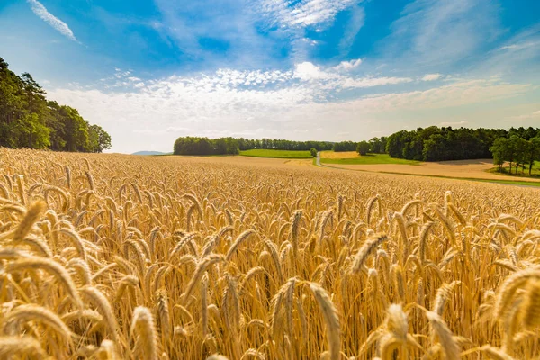Panoramic View Golden Wheat Field Spring Farmland Country Road Countryside — Stock Photo, Image