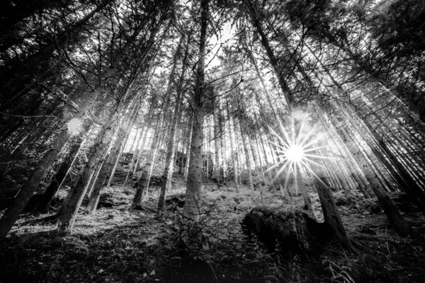驚くべき太陽の光線と黒と白の森 美しい緑の森 静かな自然景観 春の夏の風景です 深い森の道 劇的な光とモノクロのプロセス — ストック写真
