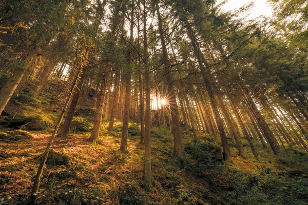 Callejón Bosque Con Increíbles Rayos Sol Hermoso Bosque Atardecer Paisaje — Foto de Stock