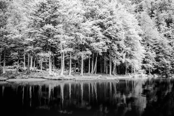 Black White Composition High Mountain Forest Dark Lake Water First — Stock Photo, Image