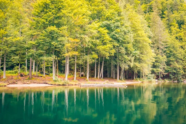 Bosque Verde Paisaje Natural Con Reflejo Del Lago Calma Tranquilidad — Foto de Stock