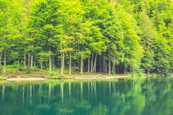 Bosque Verde Paisaje Natural Con Reflejo Del Lago Calma Tranquilidad — Foto de Stock